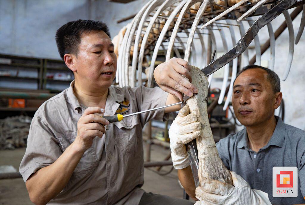 化石修复与复原是一项团队协作性很强的工作 记者 叶卫东摄.jpg