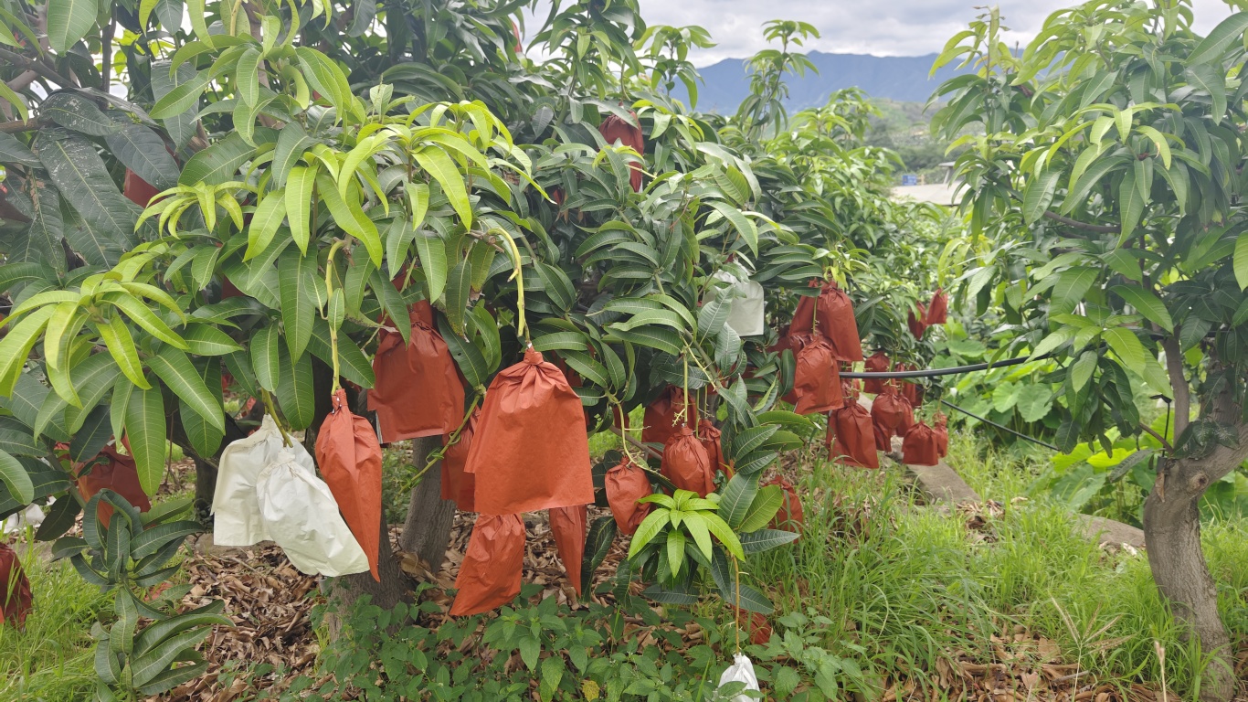 芒果品種展示園里，各類品種芒果套著帶壓彎了枝條 (1).jpg