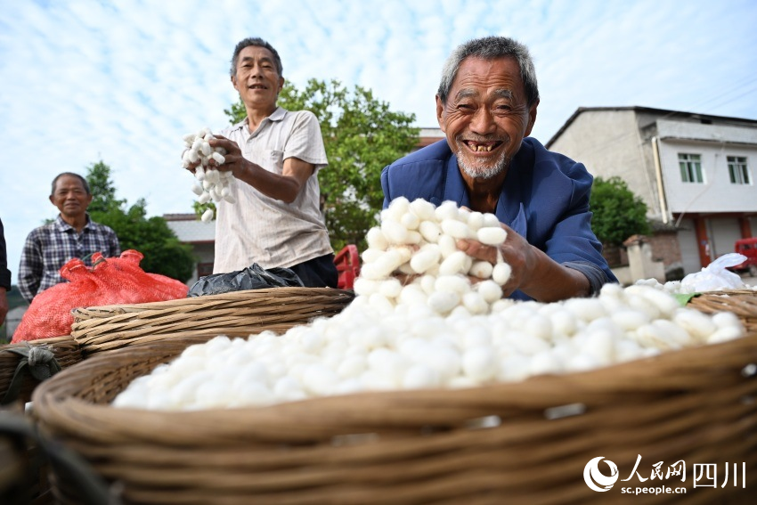 第一批次蠶繭上市，蠶農(nóng)就近售賣。李建明攝