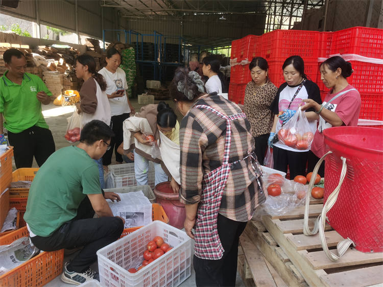 游客到任澤席位番茄基地采購番茄。茂縣融媒體中心供圖