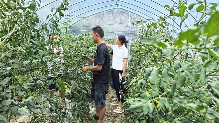 农技人员田间指导番茄种植。茂县融媒体中心供图