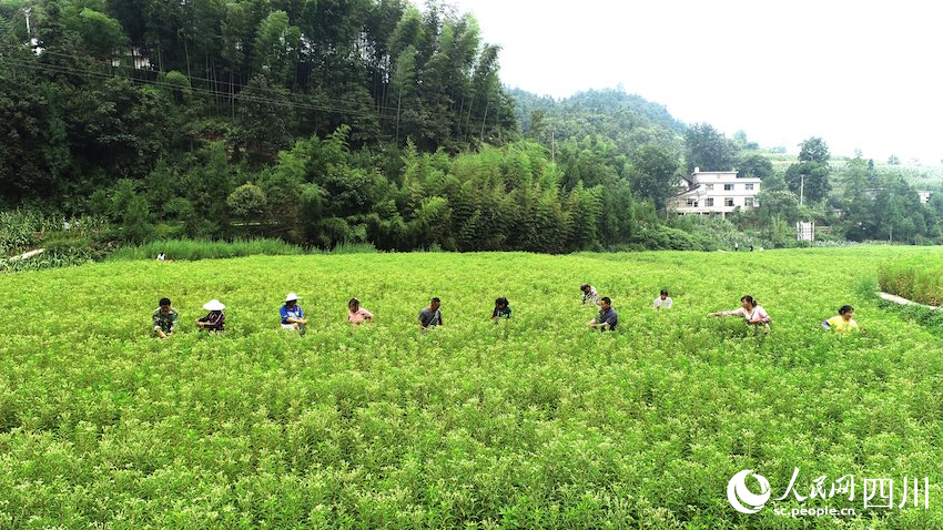 8月，古藺縣黃荊鎮(zhèn)香楠村，村民正在采摘趕黃草。張磊攝