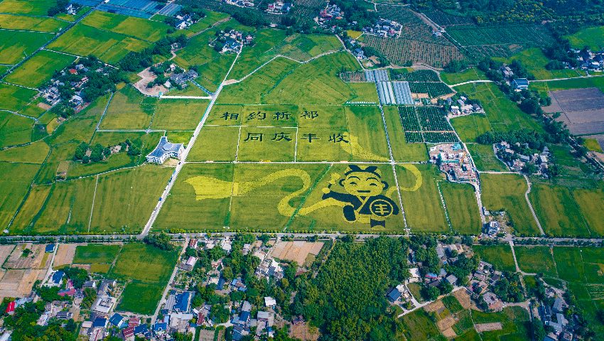 新都區軍屯鎮天星村。新都區融媒體中心供圖