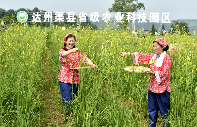 黃花節(jié)黃花采摘（楊東攝）.jpg