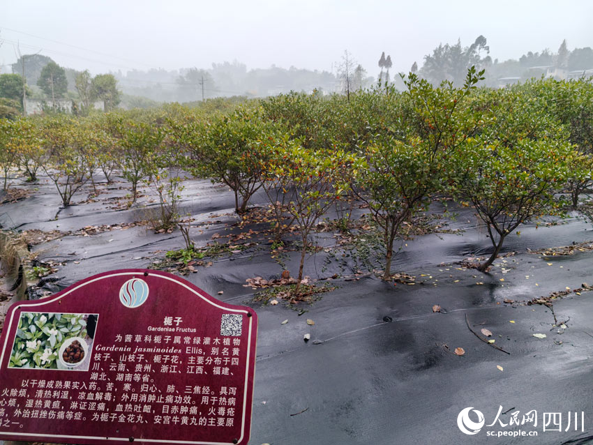 基地内所种的药材。人民网记者 刘海天摄