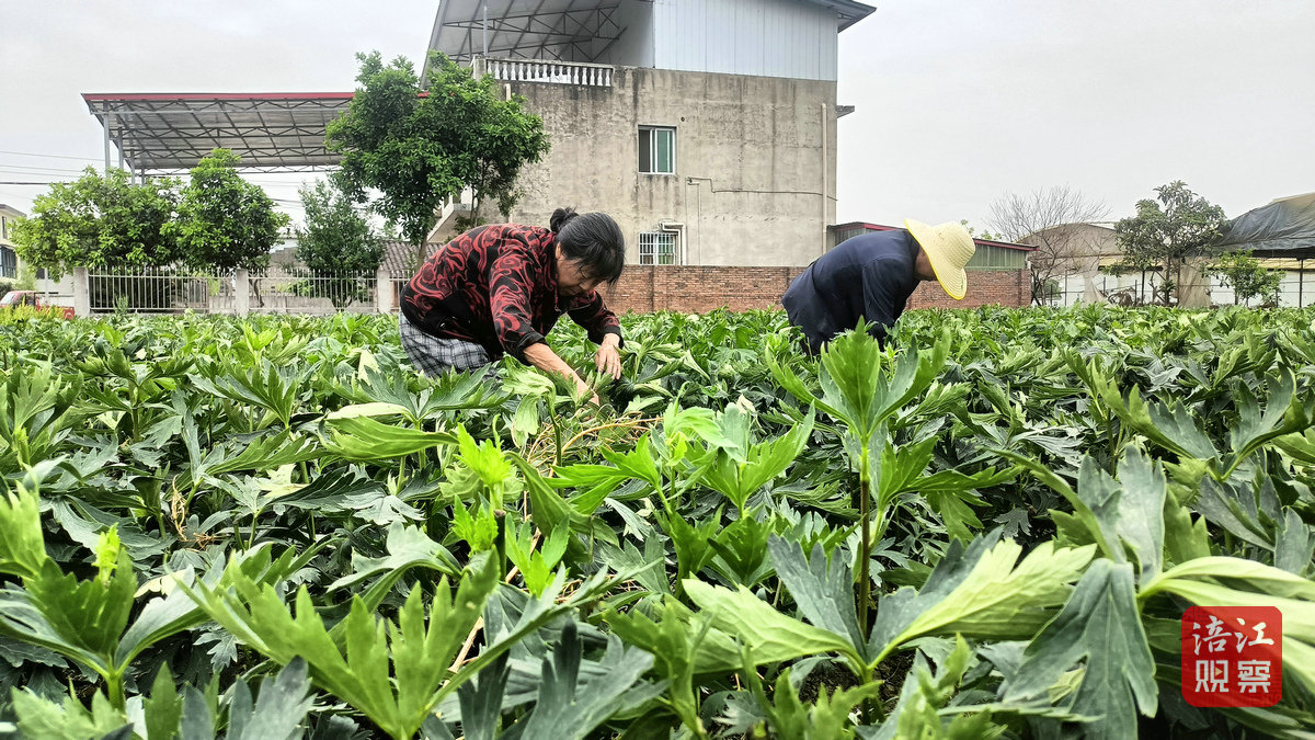 江油附子3_1.jpg 江油附子3_1.jpg