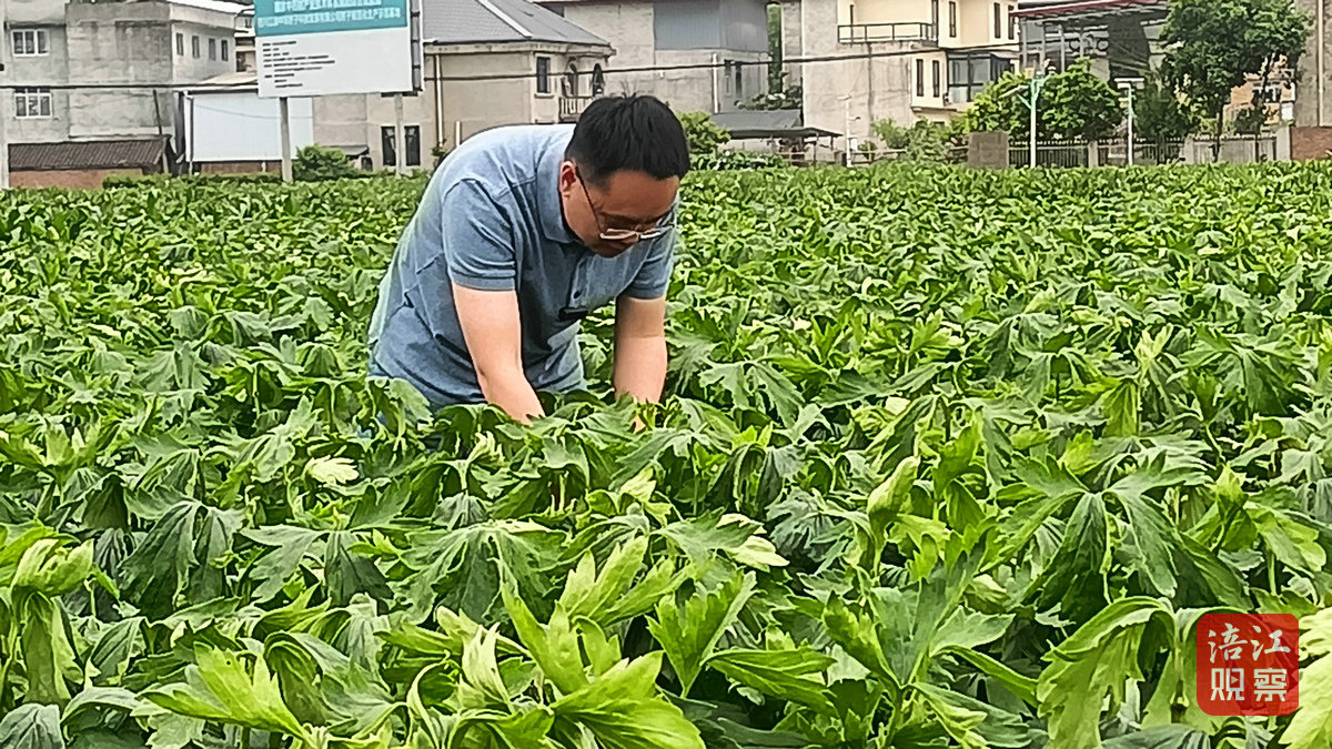 江油附子5_1.jpg 江油附子5_1.jpg