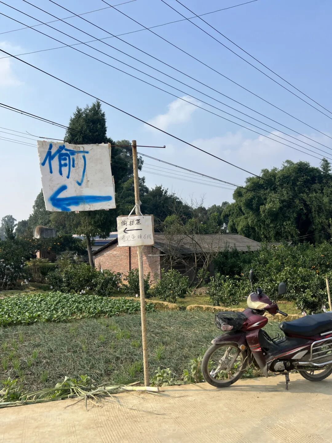 主要我的格局打得太大了!眉山“甘蔗哥”回应10万人“偷甘蔗”→插图3 主要我的格局打得太大了!眉山“甘蔗哥”回应10万人“偷甘蔗”→插图3