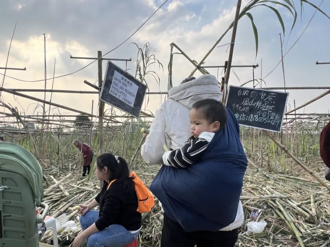 主要我的格局打得太大了!眉山“甘蔗哥”回应10万人“偷甘蔗”→插图11 主要我的格局打得太大了!眉山“甘蔗哥”回应10万人“偷甘蔗”→插图11