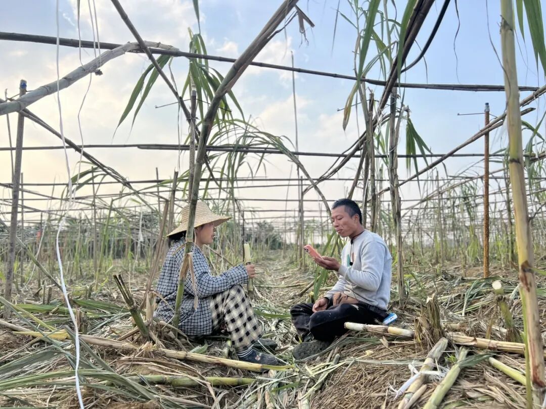 主要我的格局打得太大了!眉山“甘蔗哥”回应10万人“偷甘蔗”→插图12 主要我的格局打得太大了!眉山“甘蔗哥”回应10万人“偷甘蔗”→插图12