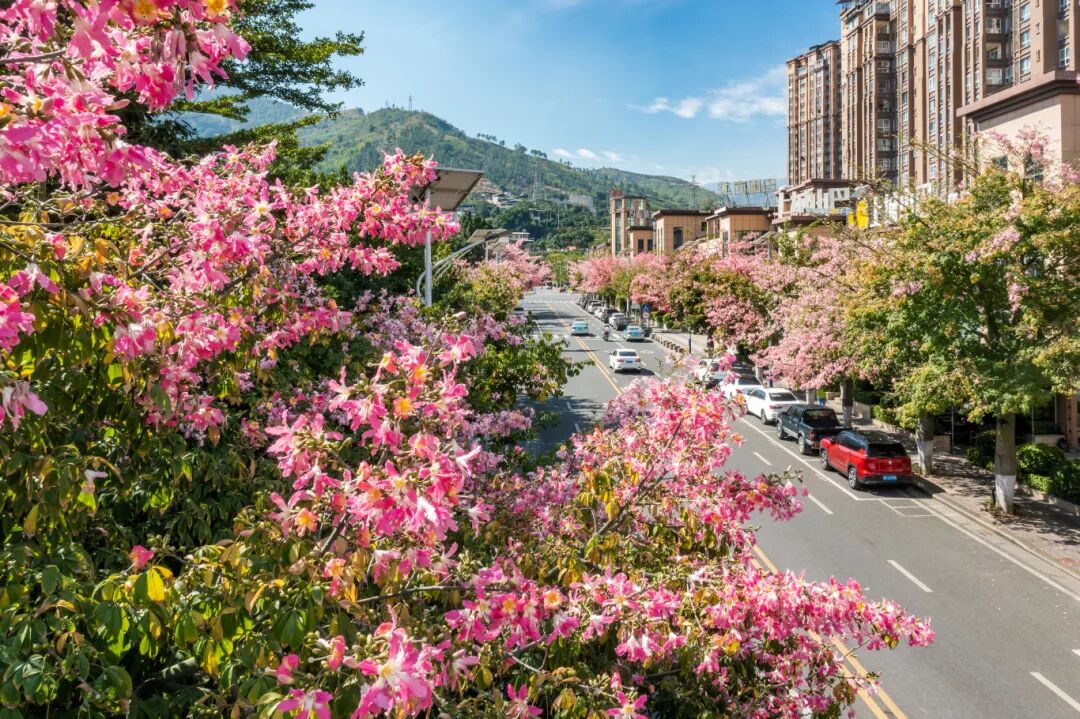 上城异木棉（石磊)  (59).jpg