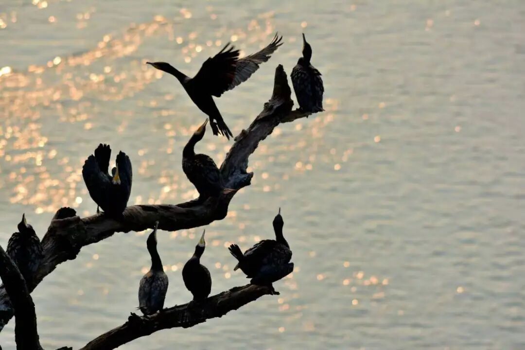 鸬鹚.jpg
