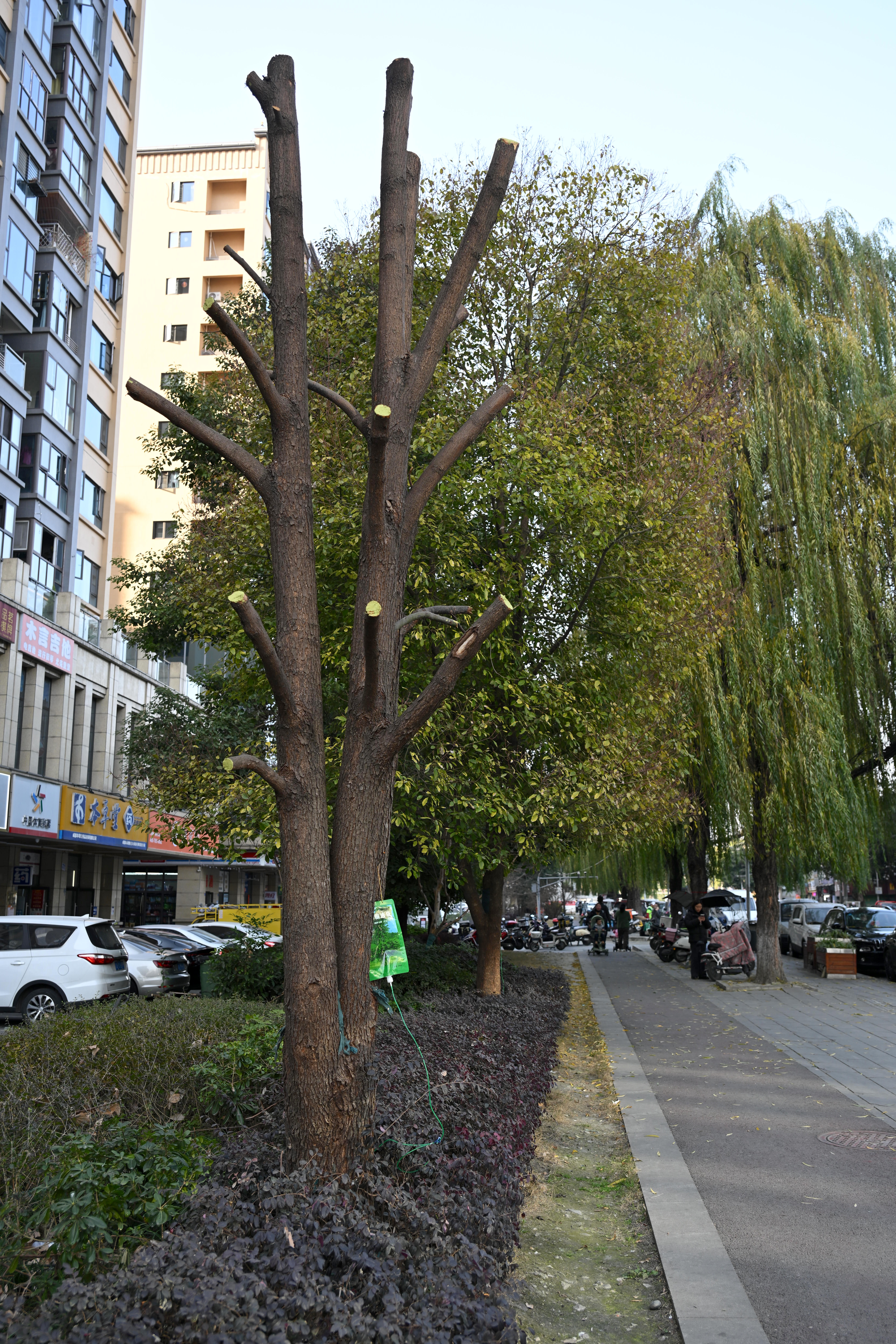 1768473671867659.jpg WechatIMG800.jpg