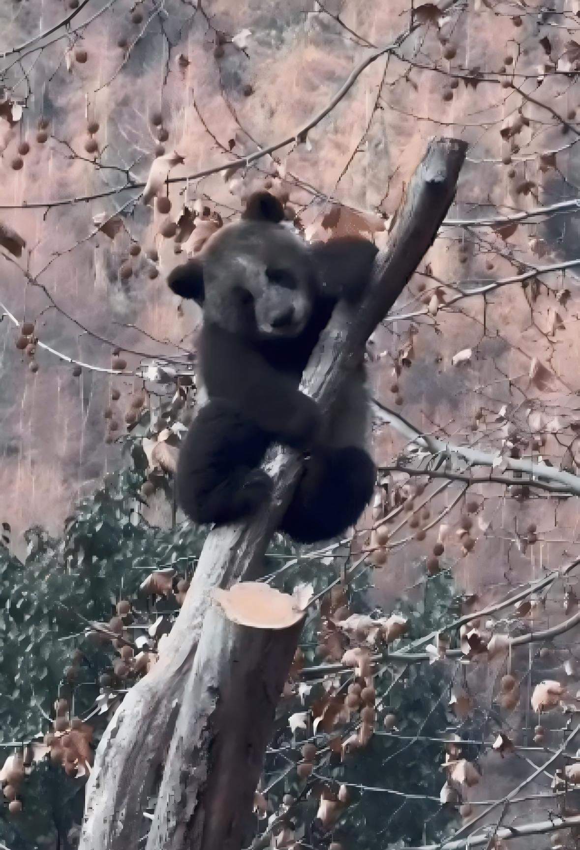 大熊猫幼崽“苏锦崽”圈粉无数！浑身黢黑，原来是这么回事……插图