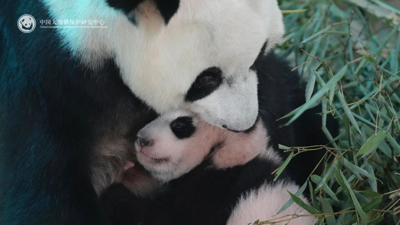 大熊猫幼崽“苏锦崽”圈粉无数！浑身黢黑，原来是这么回事……插图1