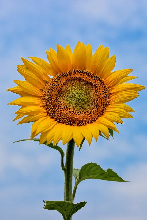 cafa10c052c640a297cc4a16f9c5aa1a.png