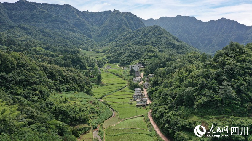 烏蒙山中的趕黃草基地。楊博攝